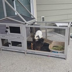 Bunnies And Cage
