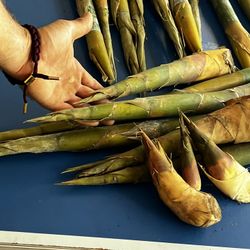 Edible Timber Sized Bamboo Shoots