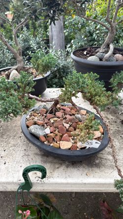 Plantas