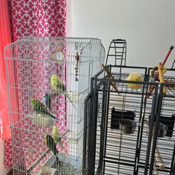 Budgie Birds ,Cage.