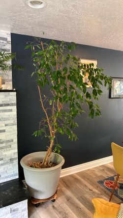 Free Ficus