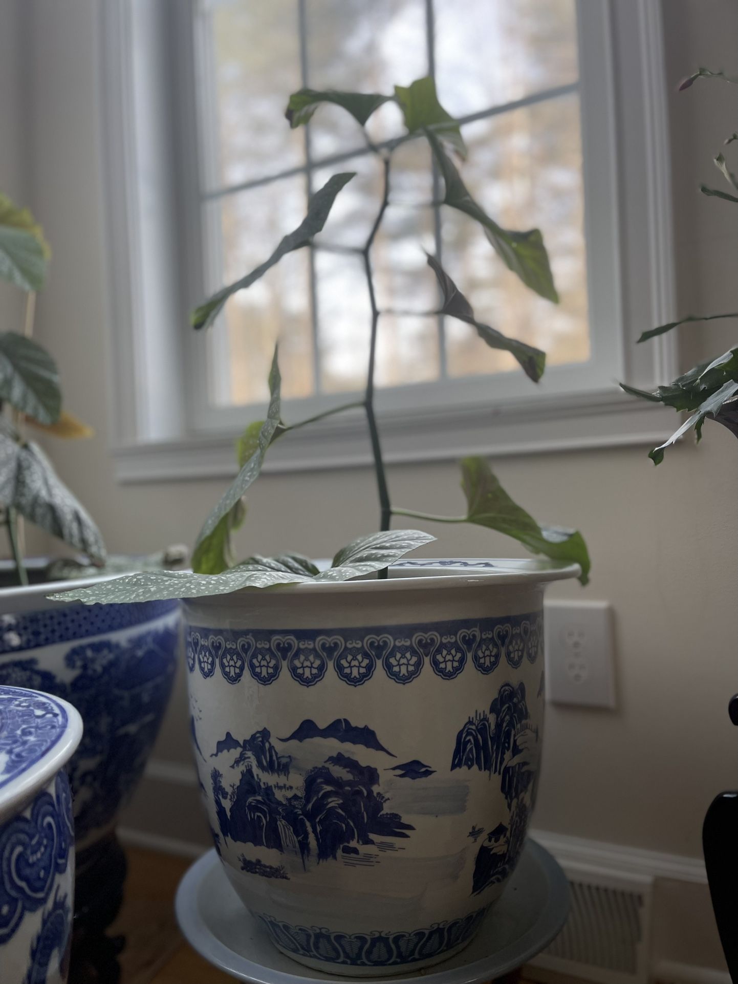 Angle Wing Plant with china pot