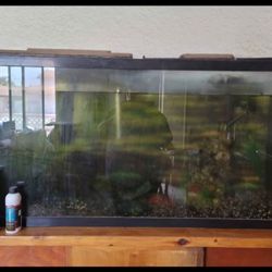 60 Gallon Fish Tank