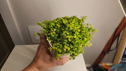 String of frogs