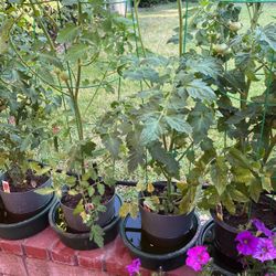 Tomato Plant In Pot Ready For Fruit