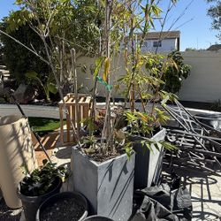  2 Bamboo Plants With Rectangular Pots Including 