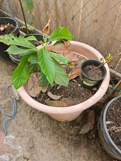 Any size Avocado tree