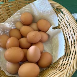 Fresh Eggs 