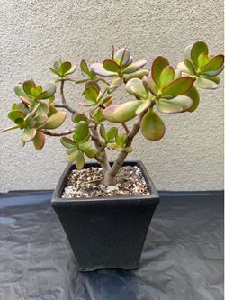 Jade plant