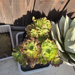 Aeonium "DURANGO " Succulent  (1 gal)