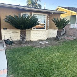 Yard Sego Palms (2) FREE