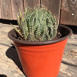 Succulent Plant (Small)