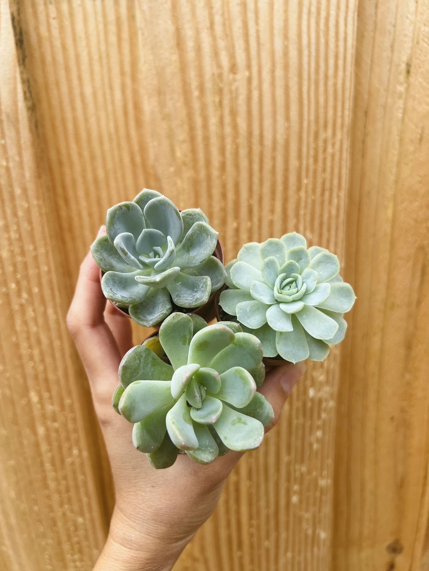 3 Type Echeveria Blue Succulents 2”
