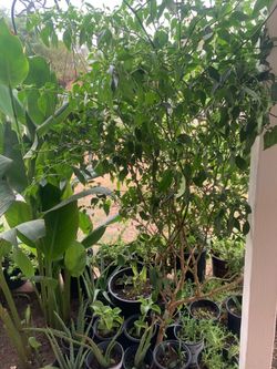 (Forrest) Green Plants Foliage