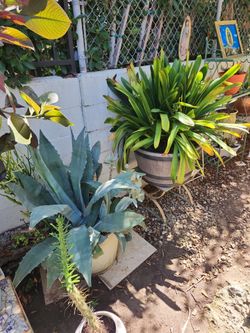 Big plant sale !!!!!! Everything is for sale!!!!!