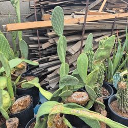 Prickly Pear Nopales Cactus $15 - $40 Each