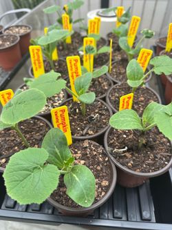 Pumpkin Seedlings - Sugar Pie