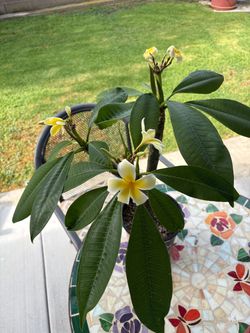 plumeria