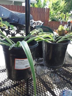 Spider Plants