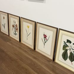 Six large matted and framed botanical prints