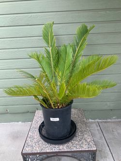 #1- Sago Palm Tree 鐵樹