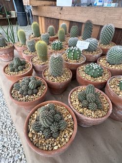 Cacti In Clay Pots