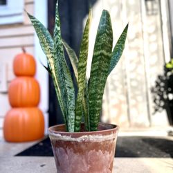 Snake Plant
