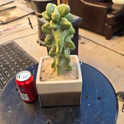 Totem Pole Cactus (OBESE)  rooted /potted