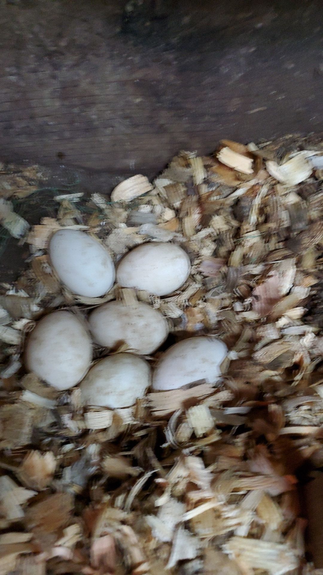 Fresh jumbo duck eggs