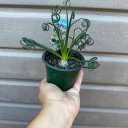 4” frizzle sizzle 