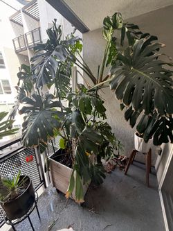 BEAUTIFUL MONSTERA PLANT - 7 FEET TALL