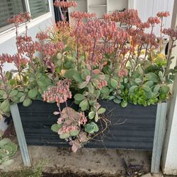 Plants For Sale! Raised Garden Bed; Succulent Planter 