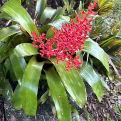 Bromeliad Plants 