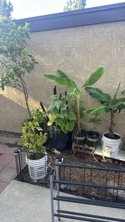 Plant trees