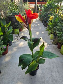 Gallon Size Canna Lily Cleopatra PLANTS ARRIVE, BEAUTIFUL AND HEALTHY. $14 EACH