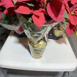 POINSETTIA PLANTS