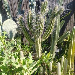 Awesome Cactus Plant