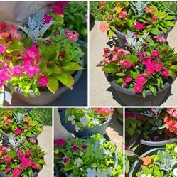 Mix Flowers In Larger Pots.  Each Pot $14