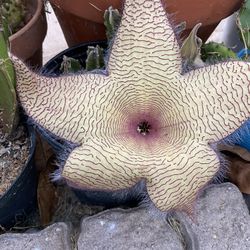 Succulent, Star Fish Cactus 