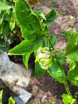Passion fruit plants