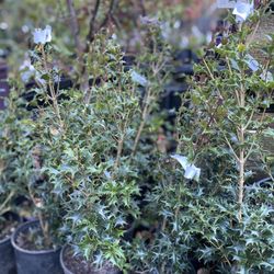 Osmanthus ‘Gulftide’ Plants
