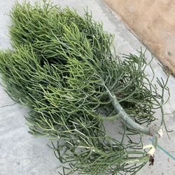 Free Succulent plants  .. Gratis 