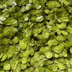 Giant Duckweed