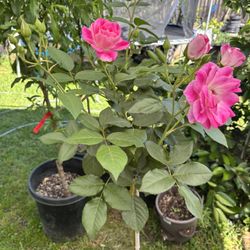 Rosal De Arbol 