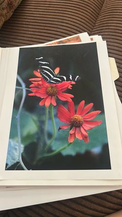 ART PICTURES
