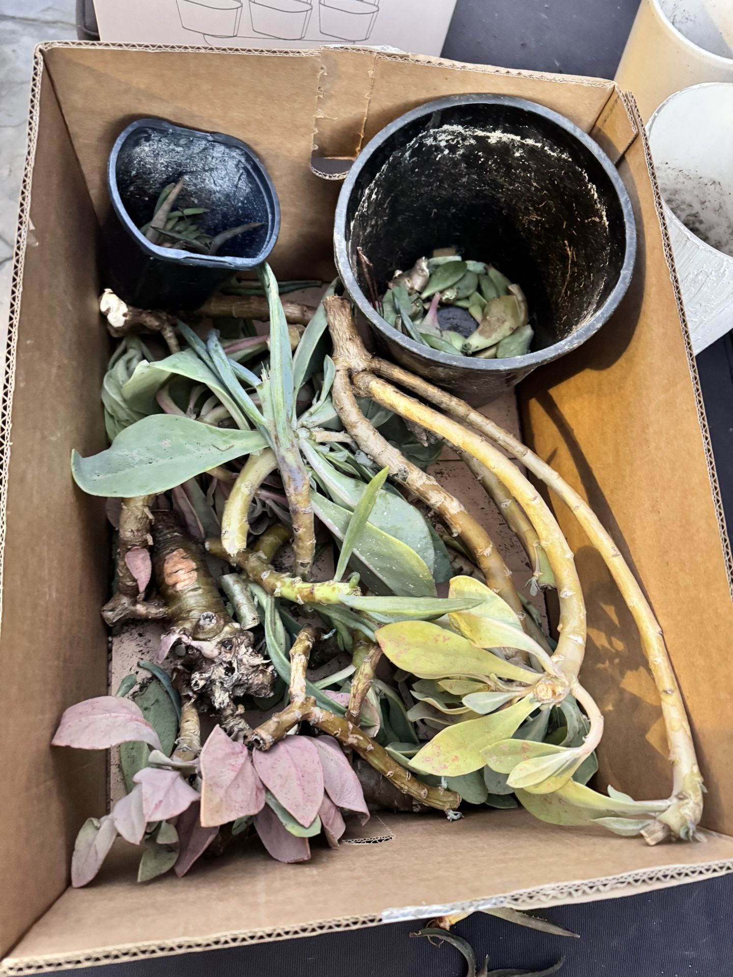 Free Succulent Cuttings 
