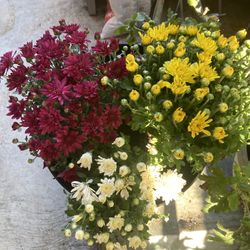 Plantas