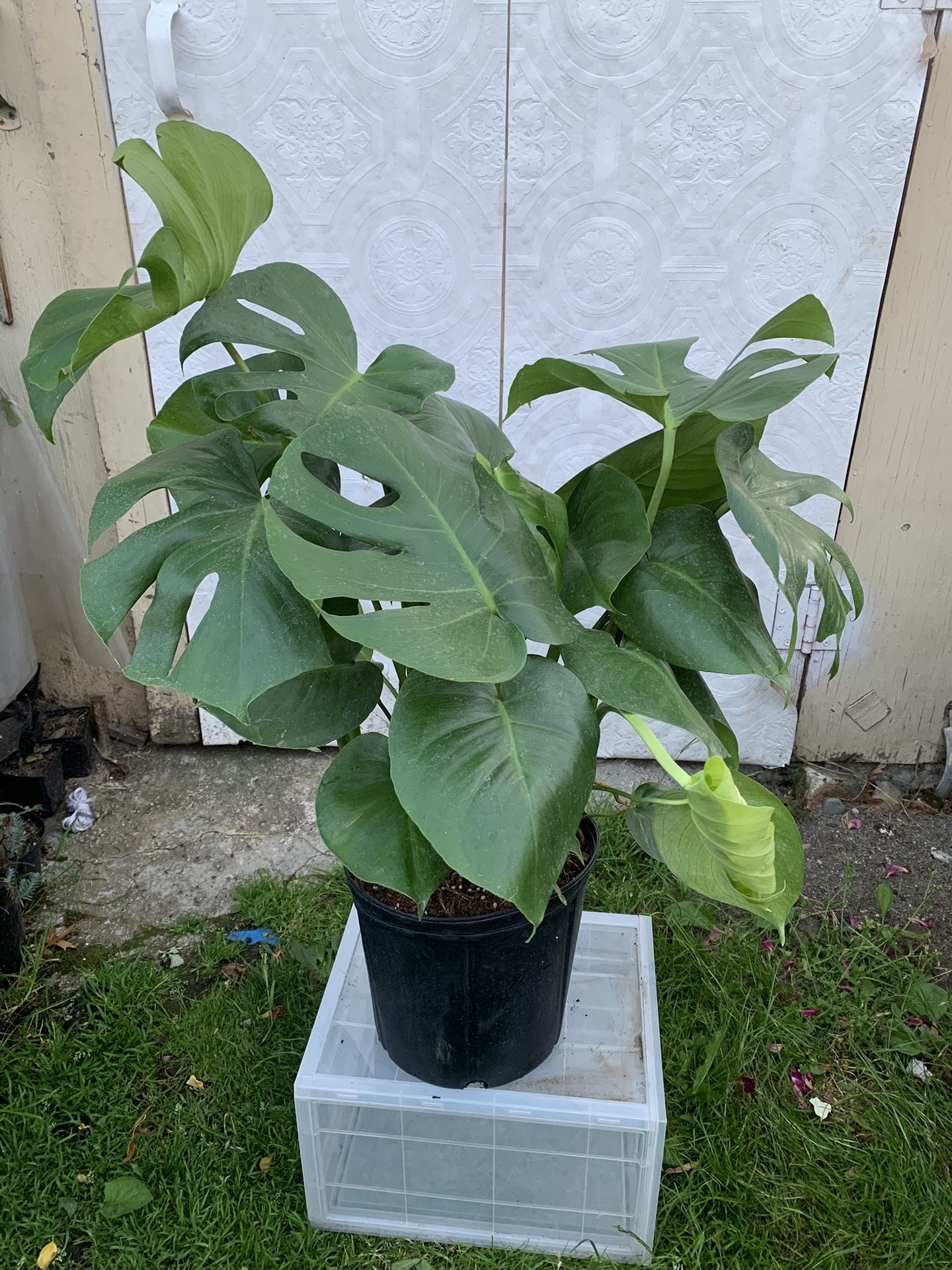 Monstera