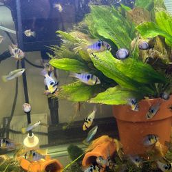 Large Ram aquarium Decor 