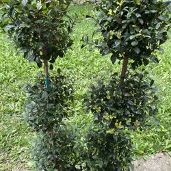 Two Real Topiary Trees 